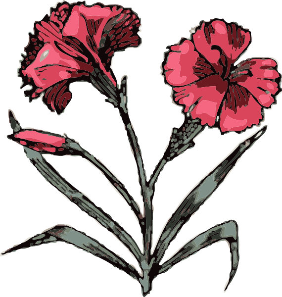 Stylized Carnation Illustration PNG Image