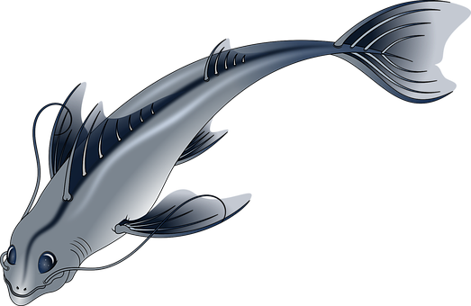 Stylized Catfish Illustration PNG Image