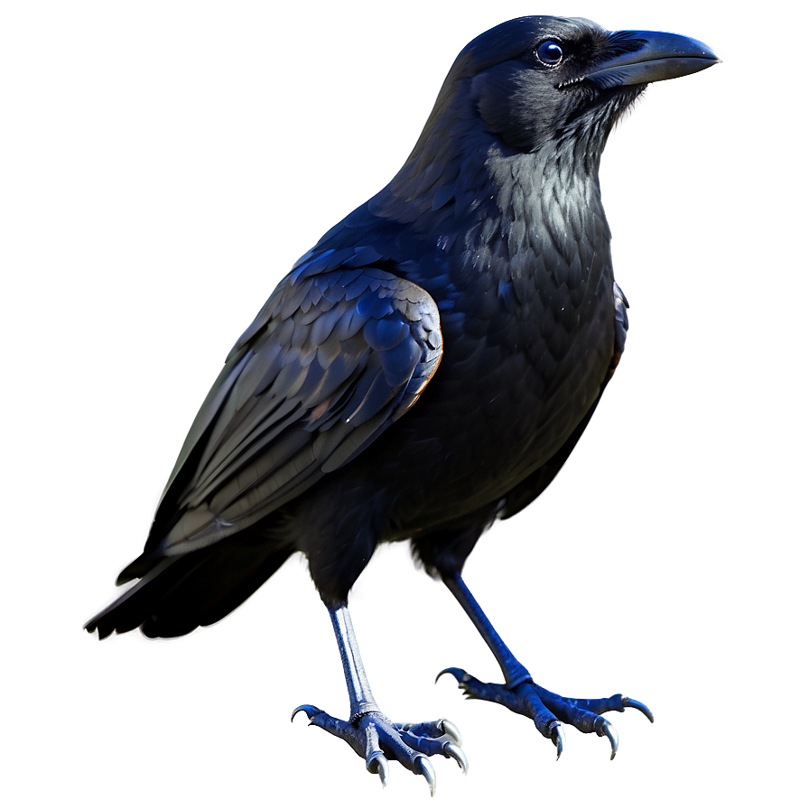 Stylized Crow Png Qmq PNG Image