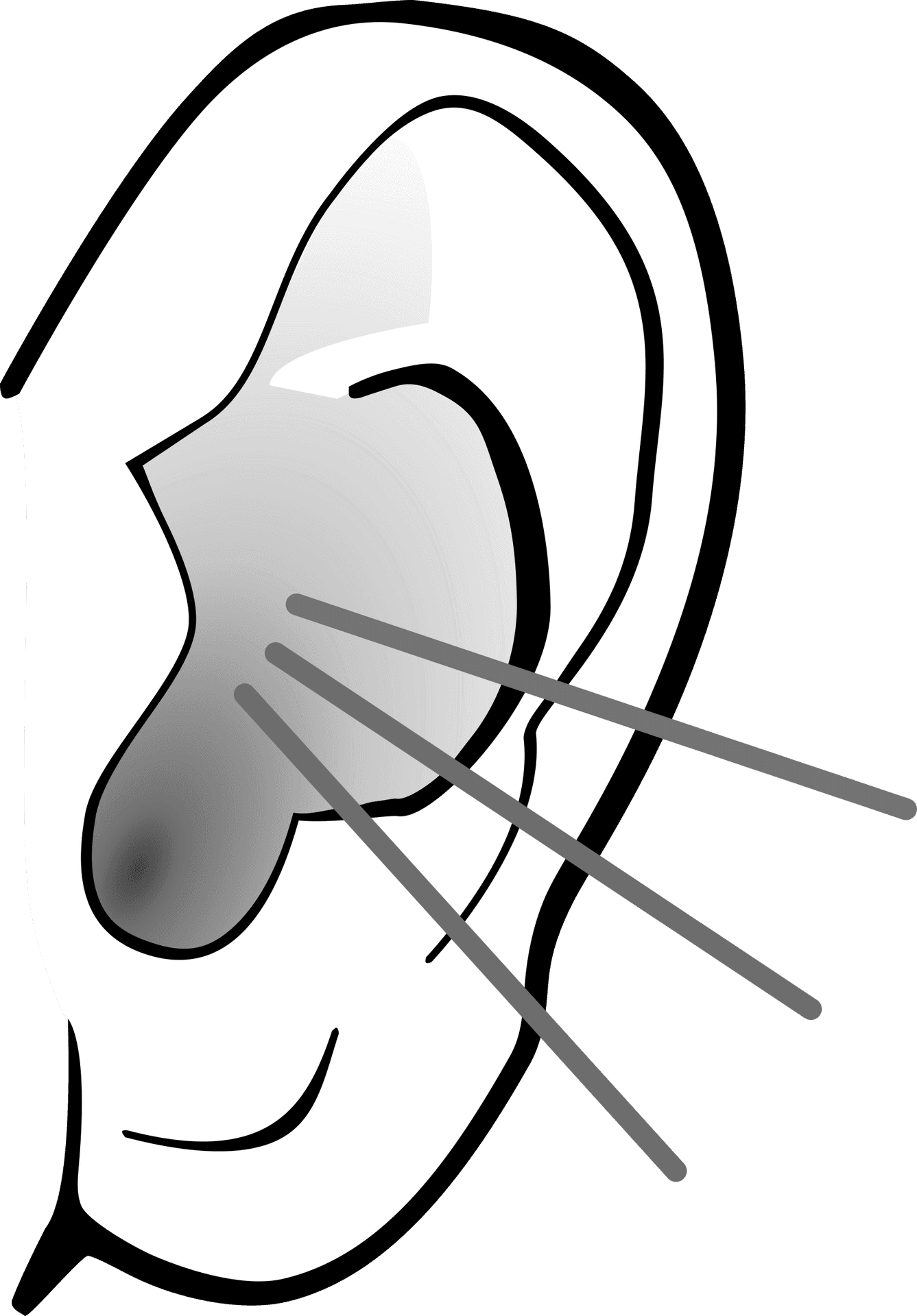 Stylized Human Ear Illustration PNG Image