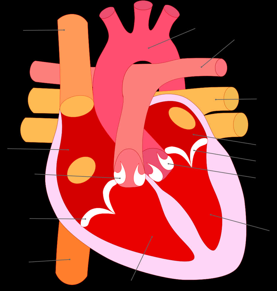 Stylized Human Heart Illustration PNG Image