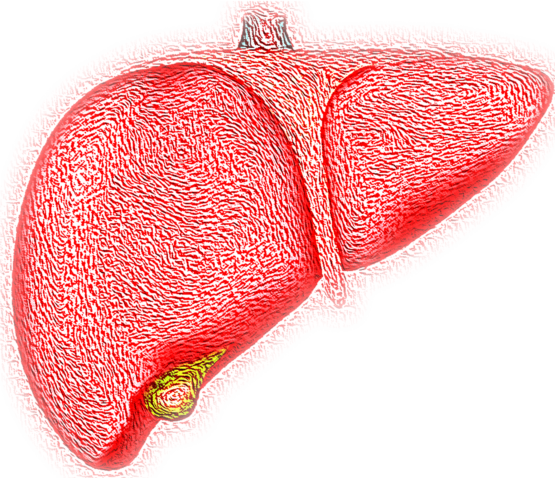 Stylized Human Liver Illustration PNG Image