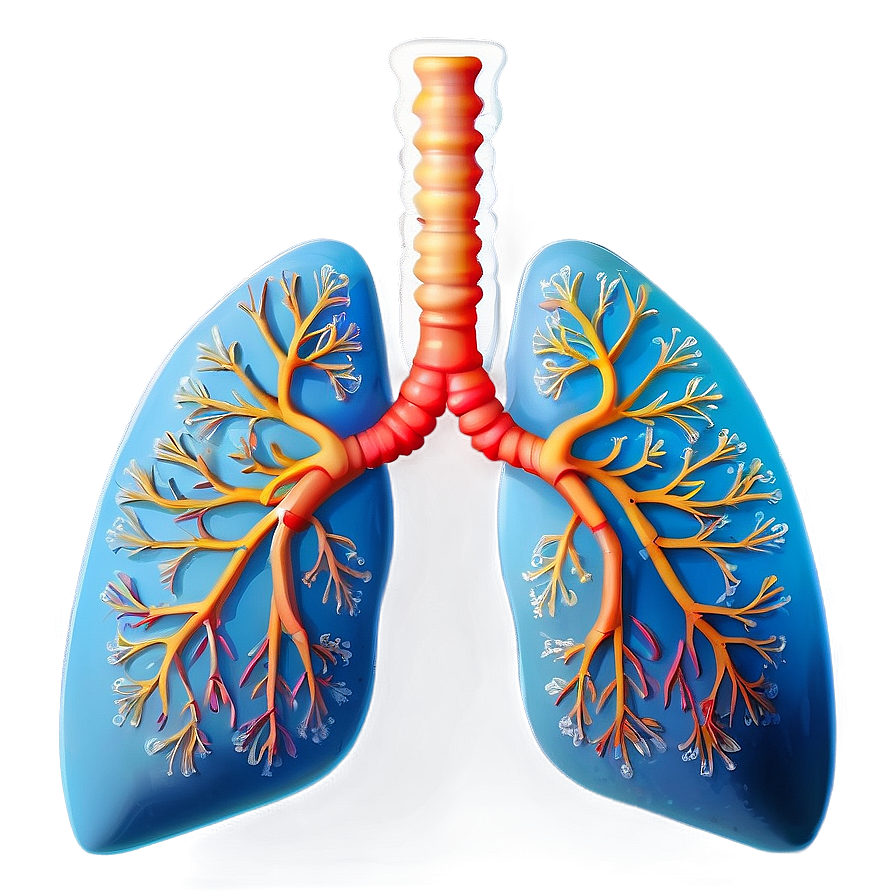 Stylized Human Lungs Png 05232024 PNG Image
