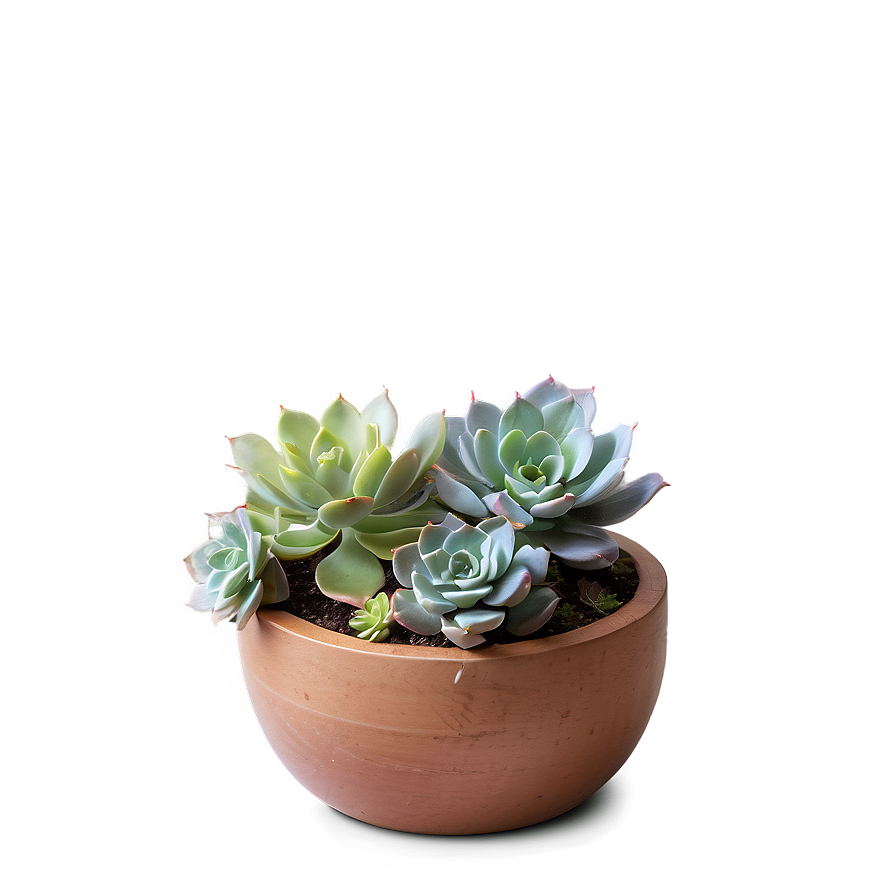 Succulent Arrangement Png Wbq PNG Image