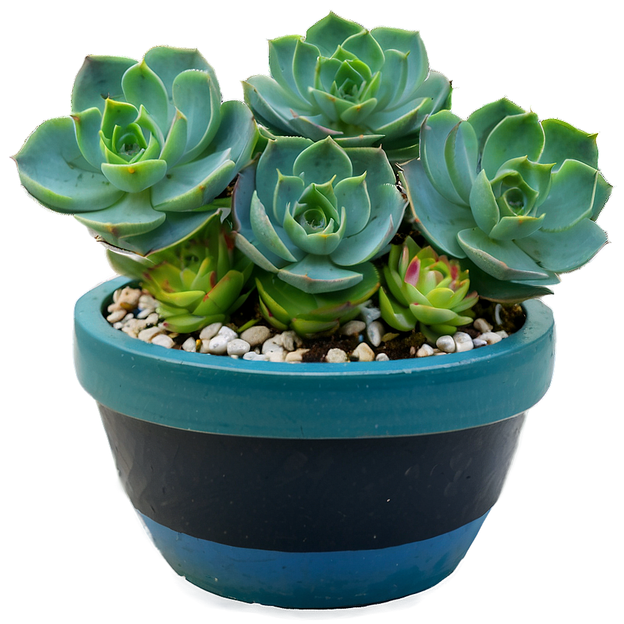 Succulent Care Tips Png 32 PNG Image