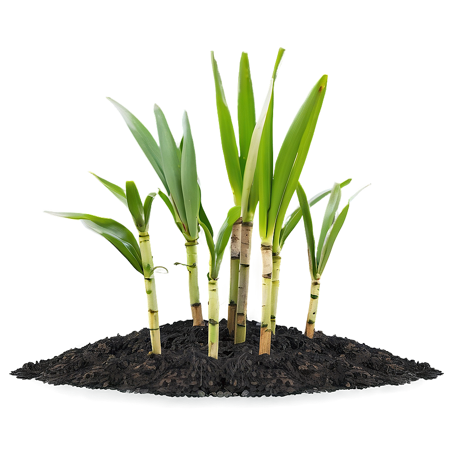 Sugarcane Seedling Growing Png Lcs PNG Image