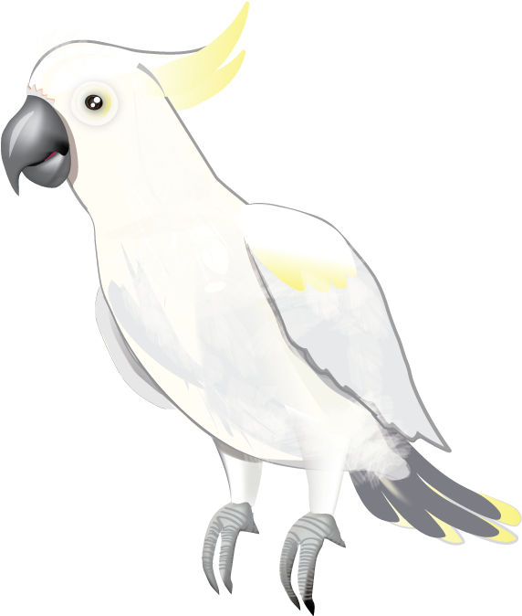 Sulphur Crested Cockatoo Illustration PNG Image