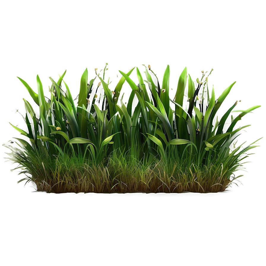 Summer Green Grass Png 06262024 PNG Image