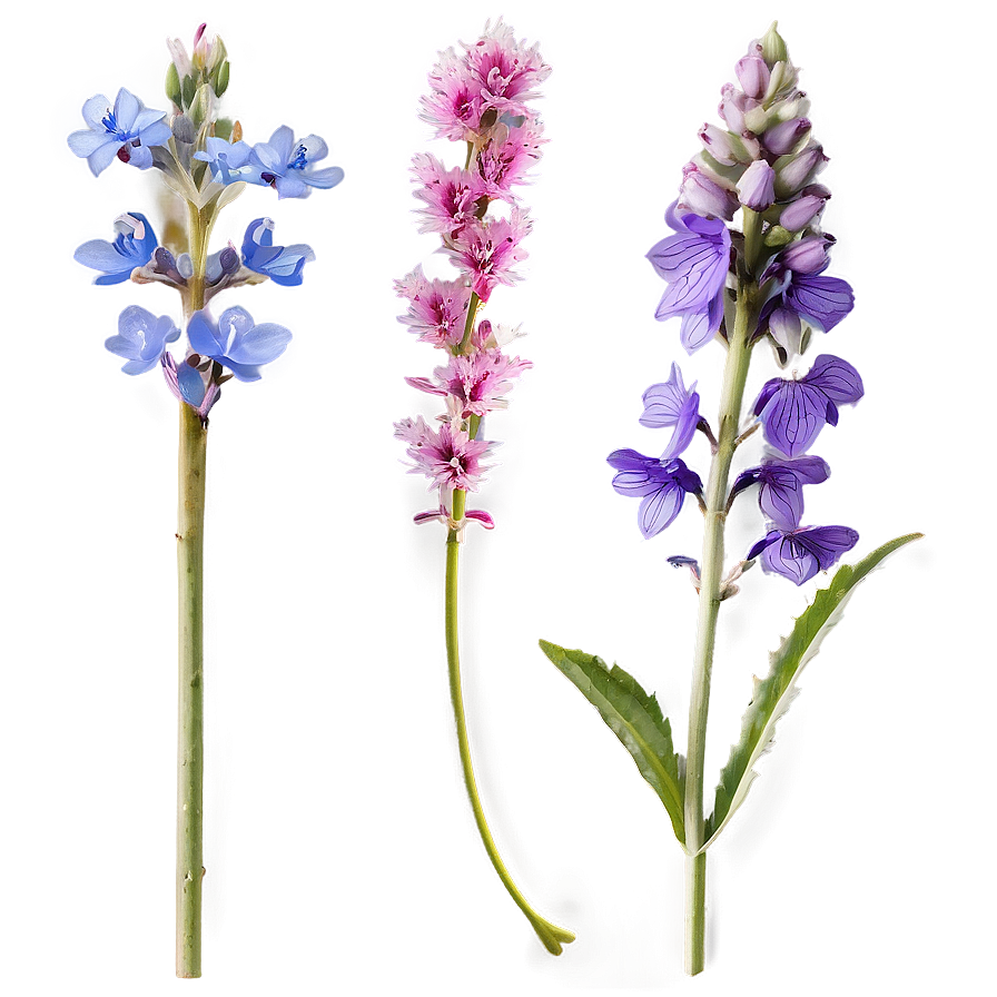 Summer Wildflowers Png Yhu PNG Image