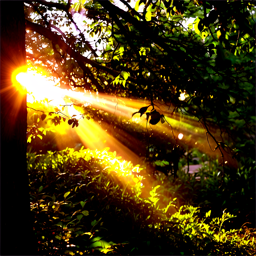 Sun Flare Through Trees Png Xsx12 PNG Image