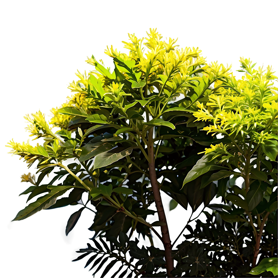 Sun Loving Shrubs Png Hri PNG Image