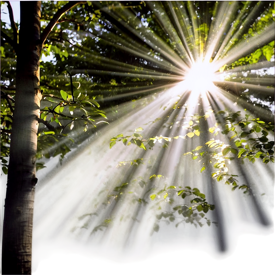 Sun Rays Through Trees Png Uqr PNG Image