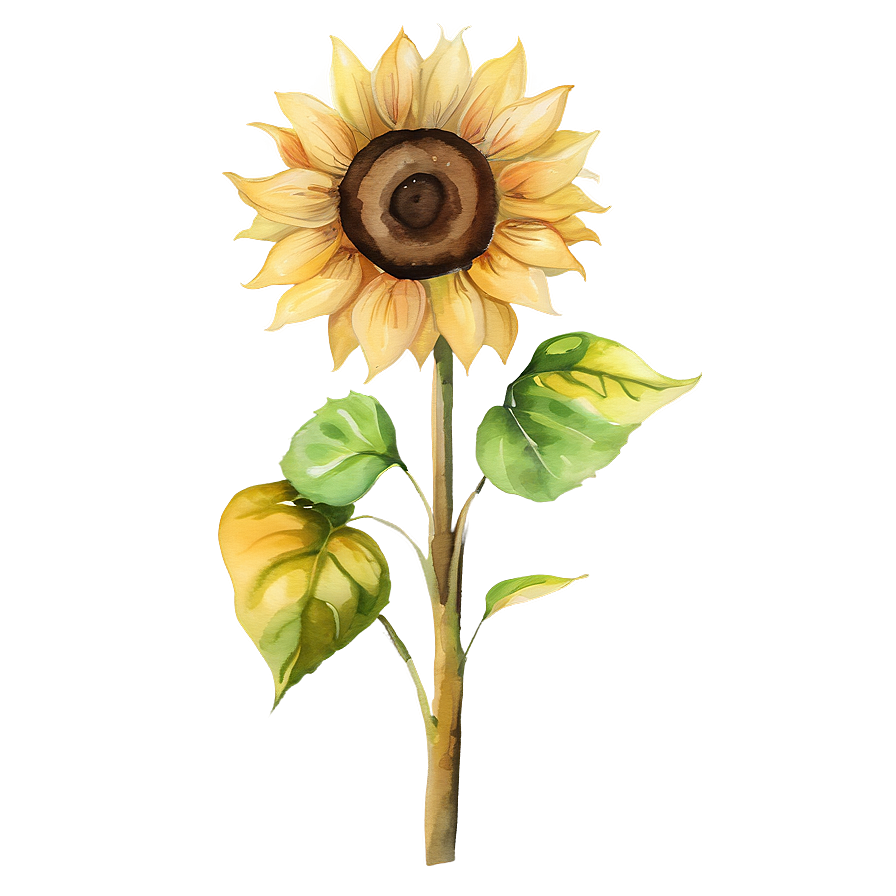 Sunflower Beauty Watercolor Art Png 06272024 PNG Image