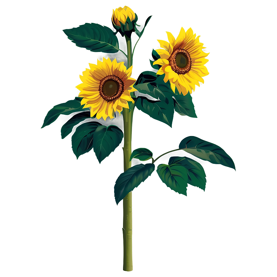 Sunflower Bush Png Pke20 PNG Image