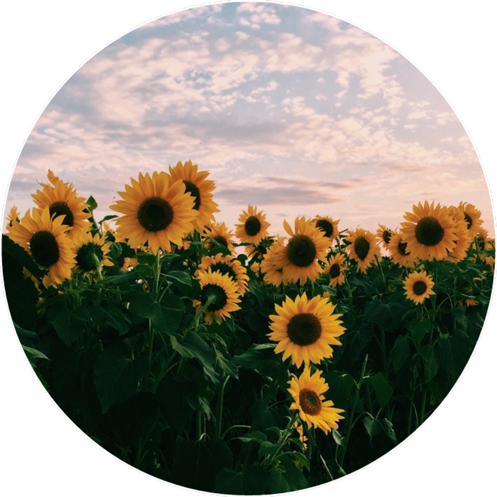 Sunflower_ Field_at_ Dusk PNG Image