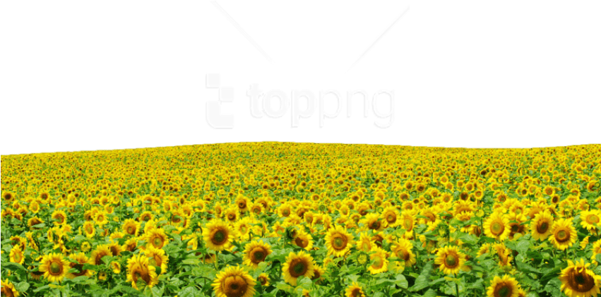 Sunflower Fieldwith Logo Overlay PNG Image