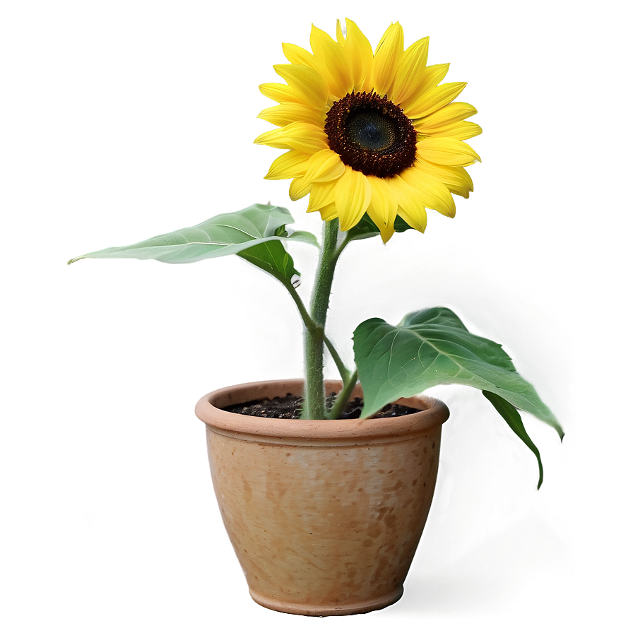 Sunflower In Pot Png Nfs PNG Image