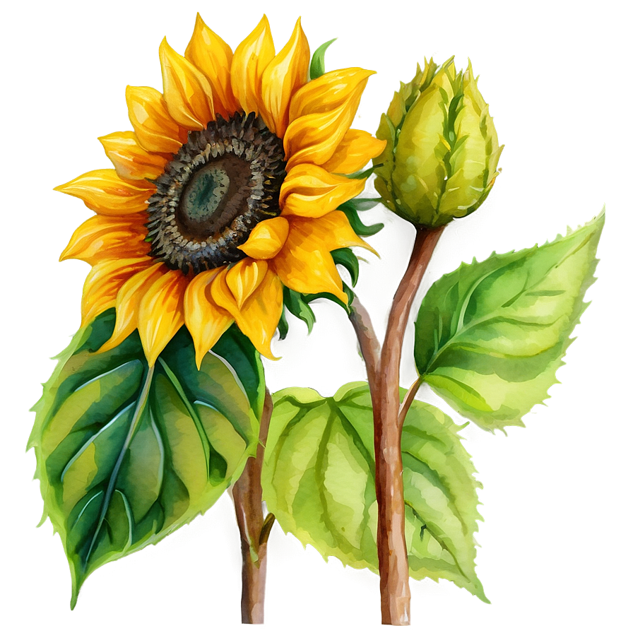 Sunflower In Watercolor Style Png 06272024 PNG Image