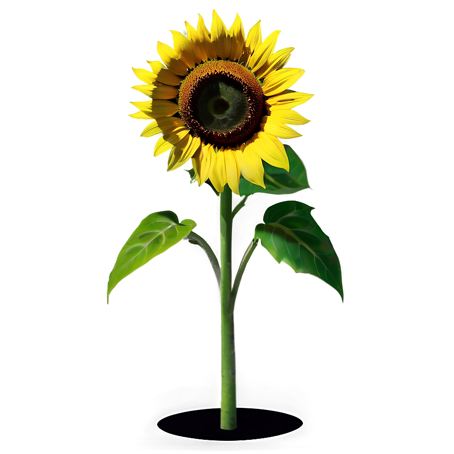 Sunflower Pattern Png Dhw PNG Image