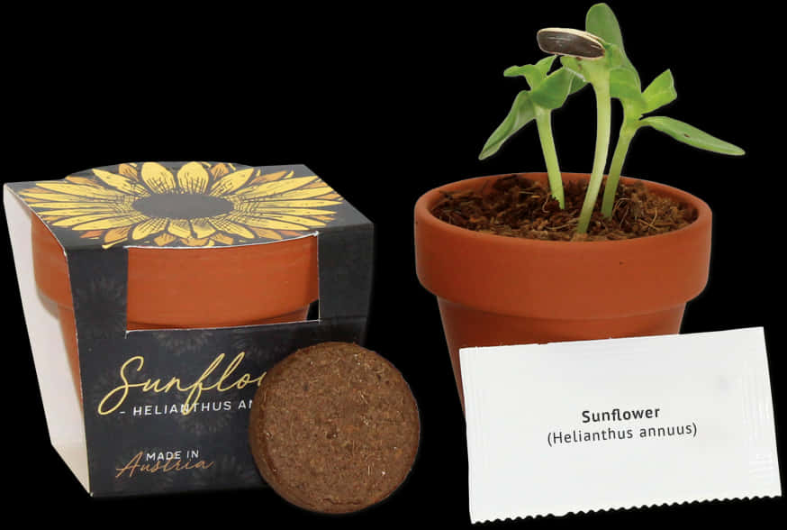 Sunflower Seedling Grow Kit PNG Image