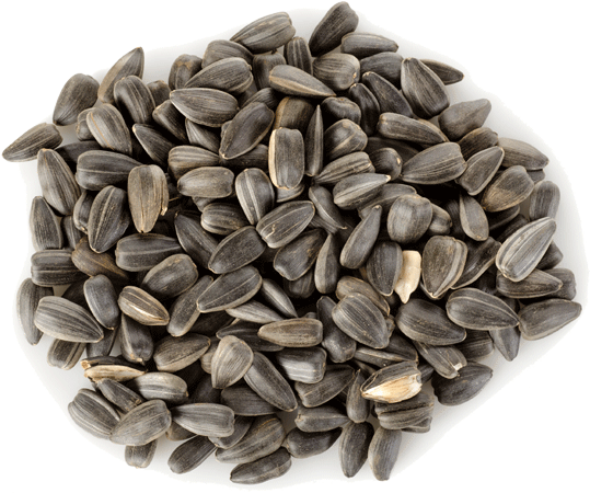 Sunflower Seeds Pile Isolated PNG Image