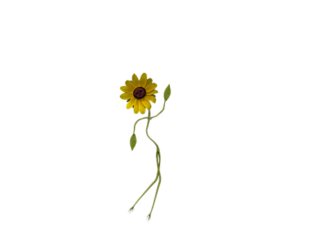 Sunflower Silhouette Against Black Background PNG Image