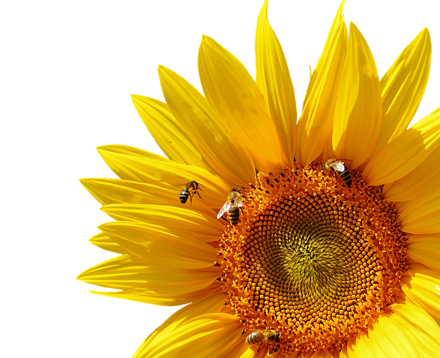 Sunflowerand Bees Symphony PNG Image