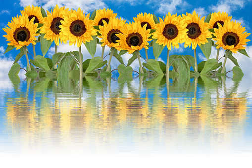 Sunflowers Reflection Water Sky PNG Image