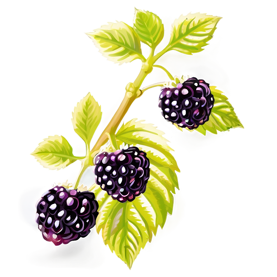 Sunlit Blackberry Png Hgw21 PNG Image