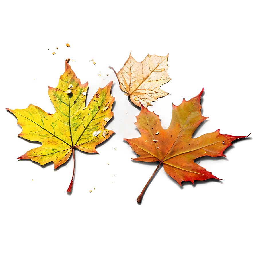 Sunlit Fallen Leaves Png 7 PNG Image