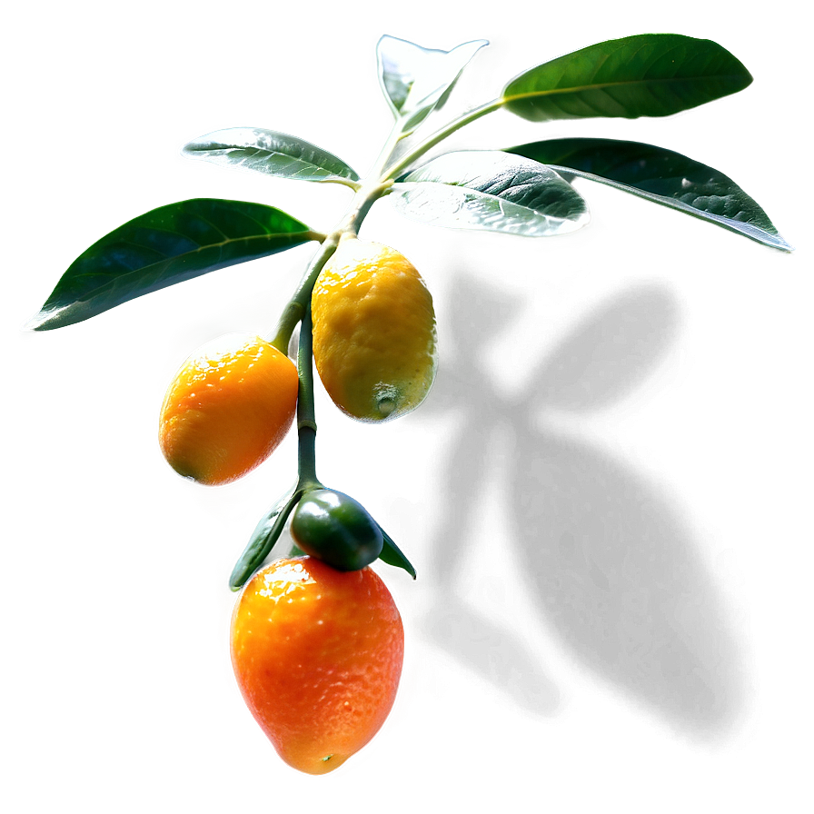 Sunlit Kumquat Png 92 PNG Image