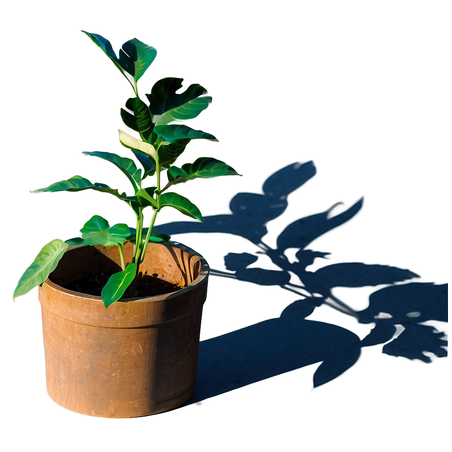 Sunlit Plant Shadow Image Png 3 PNG Image