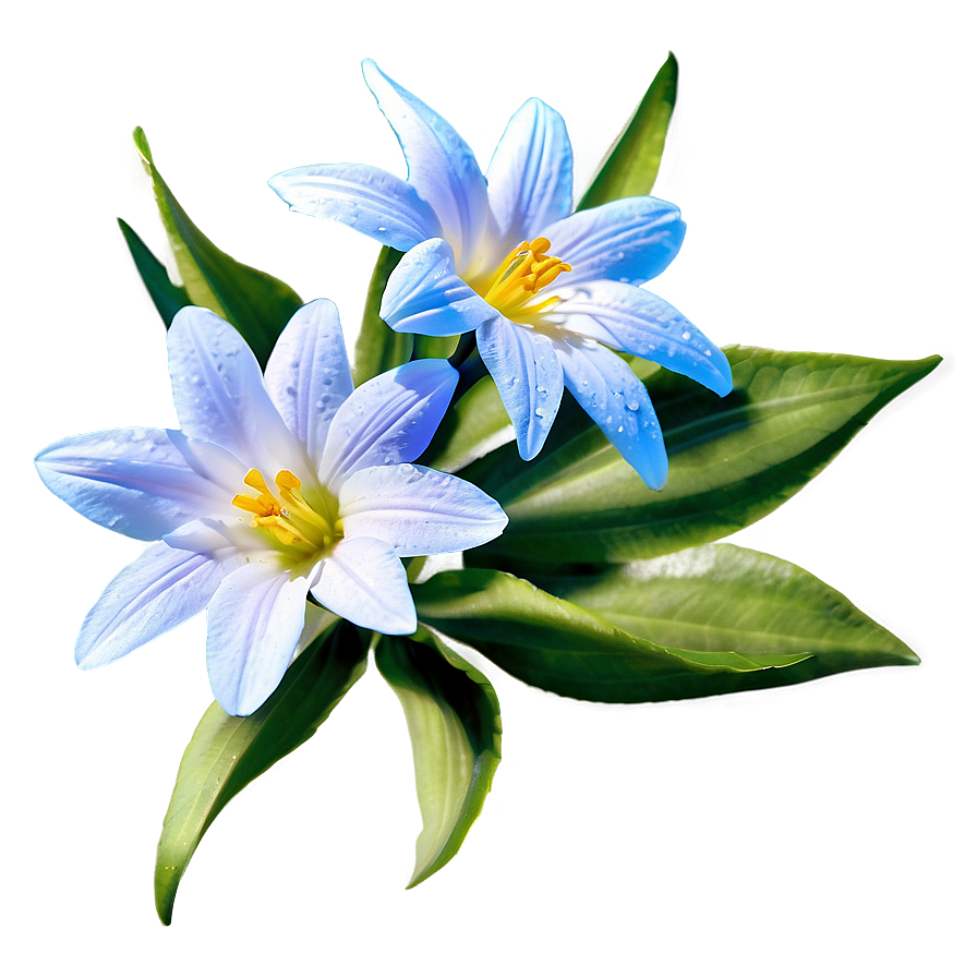 Sunlit Spring Flower Png Qjr PNG Image