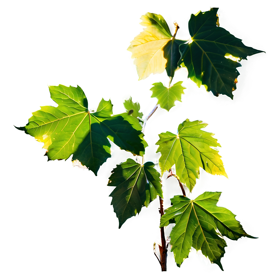 Sunlit Vine Leaves Png 05042024 PNG Image