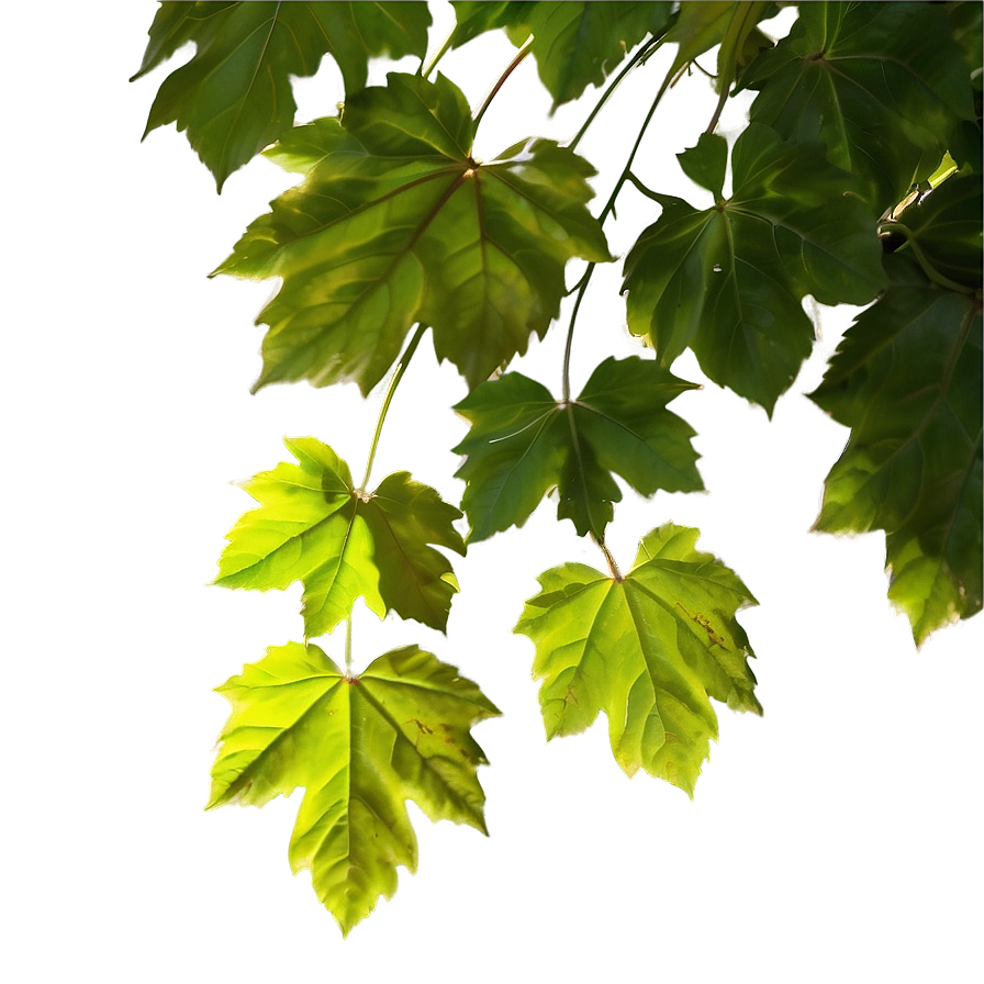 Sunlit Vine Leaves Png 66 PNG Image