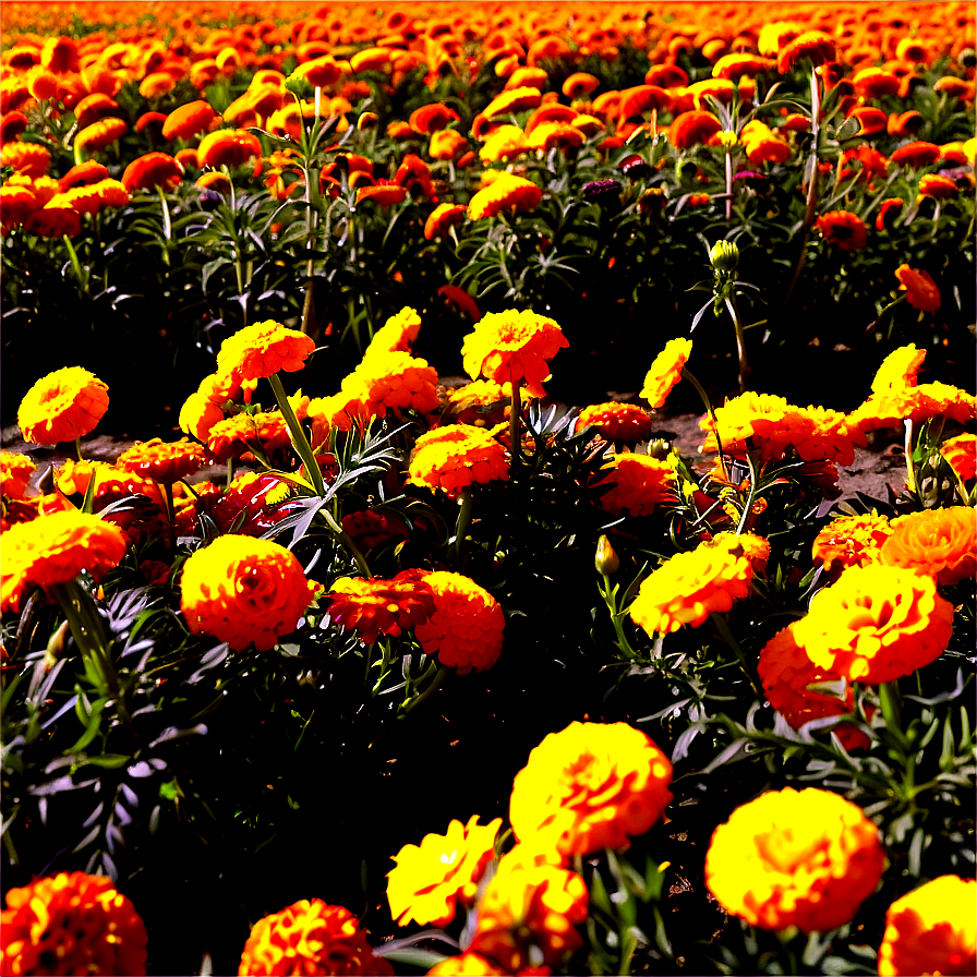 Sunny Marigold Field Png Ykv76 PNG Image