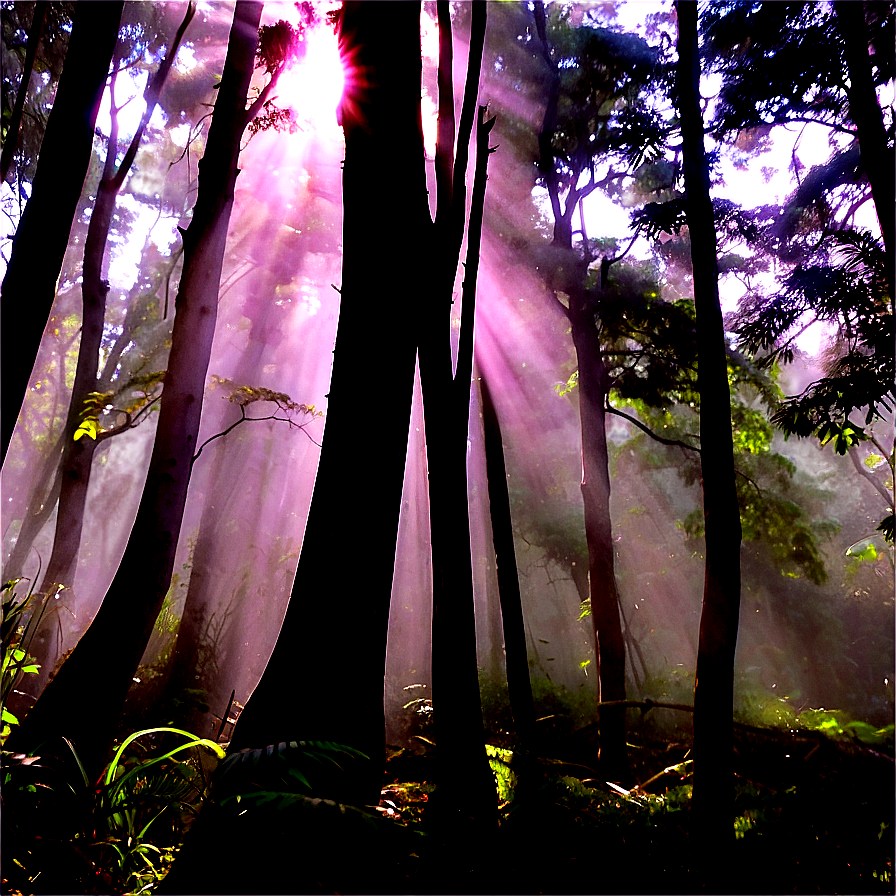 Sunrays In Misty Forest Png 47 PNG Image