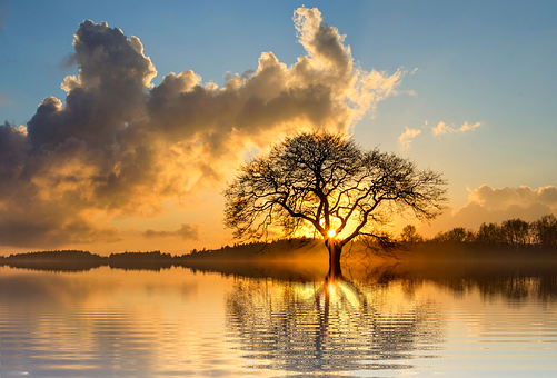 Sunset Silhouette Tree Reflection PNG Image