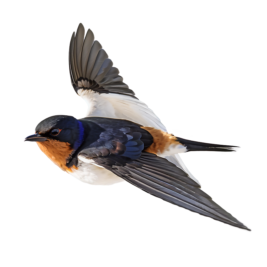 Swallow Bird Migration Png 76 PNG Image