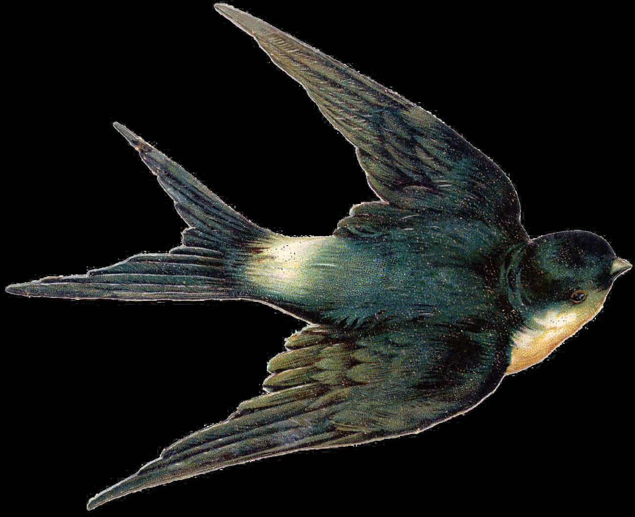 Swallowin Flight PNG Image