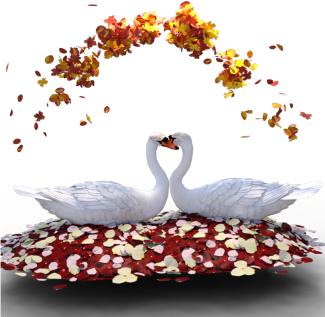 Swan Heart Romance PNG Image