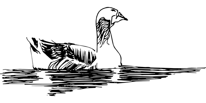 Swan Silhouetteon Water PNG Image