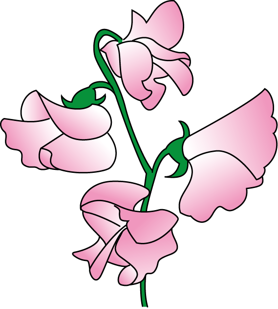 Sweet Pea Flowers Illustration PNG Image