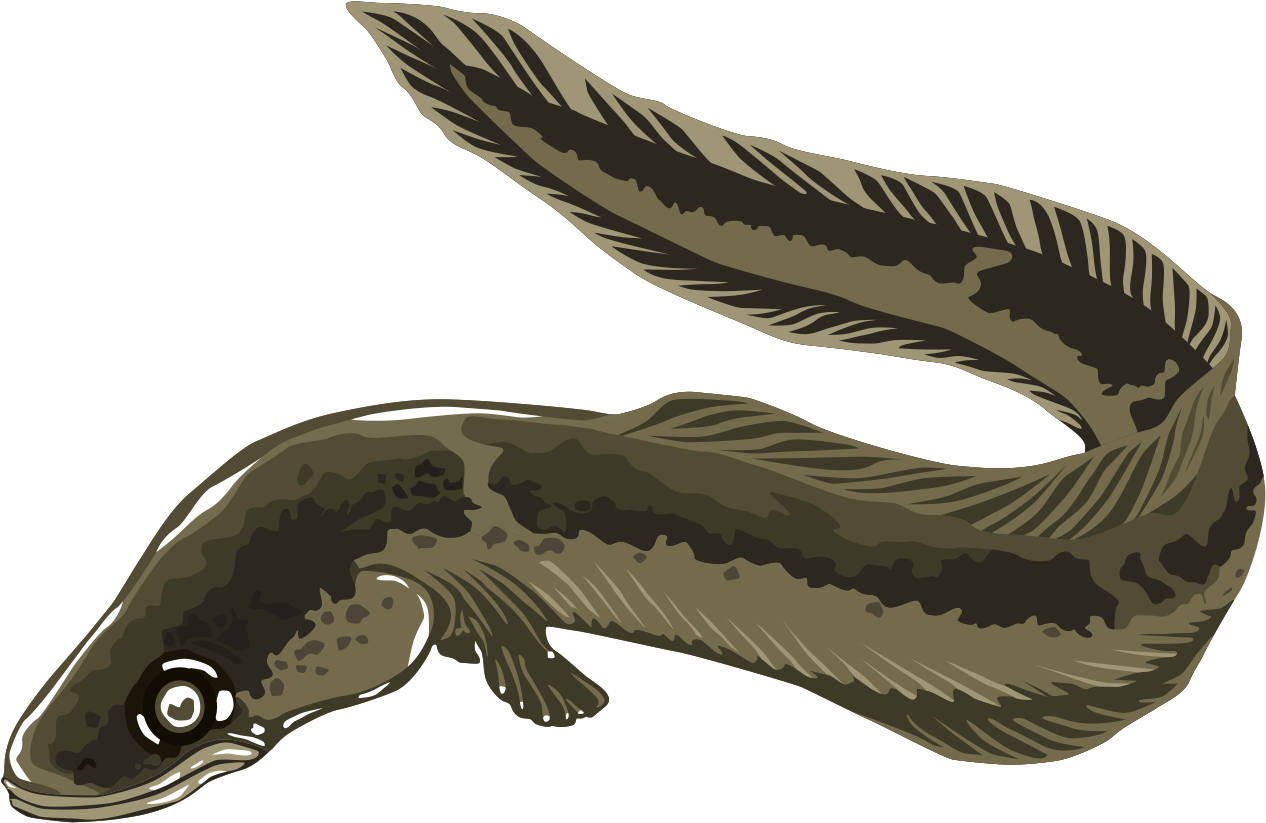 Swimming Eel Illustration.png PNG Image