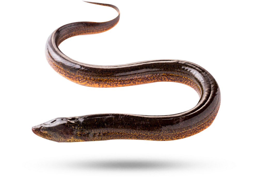 Swimming Eel Isolated Background PNG Image