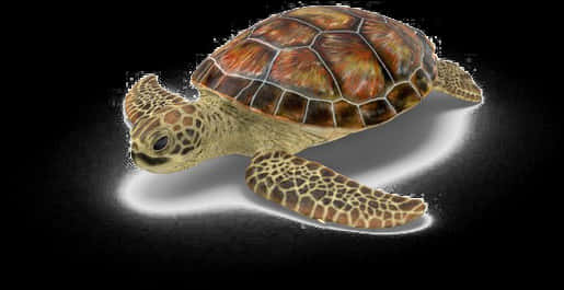 Swimming Sea Turtle Illustration PNG Image