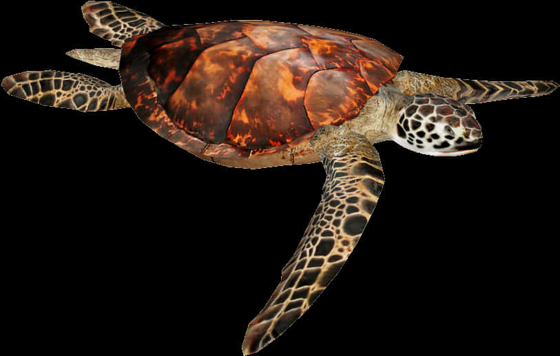 Swimming Sea Turtle Isolated PNG Image