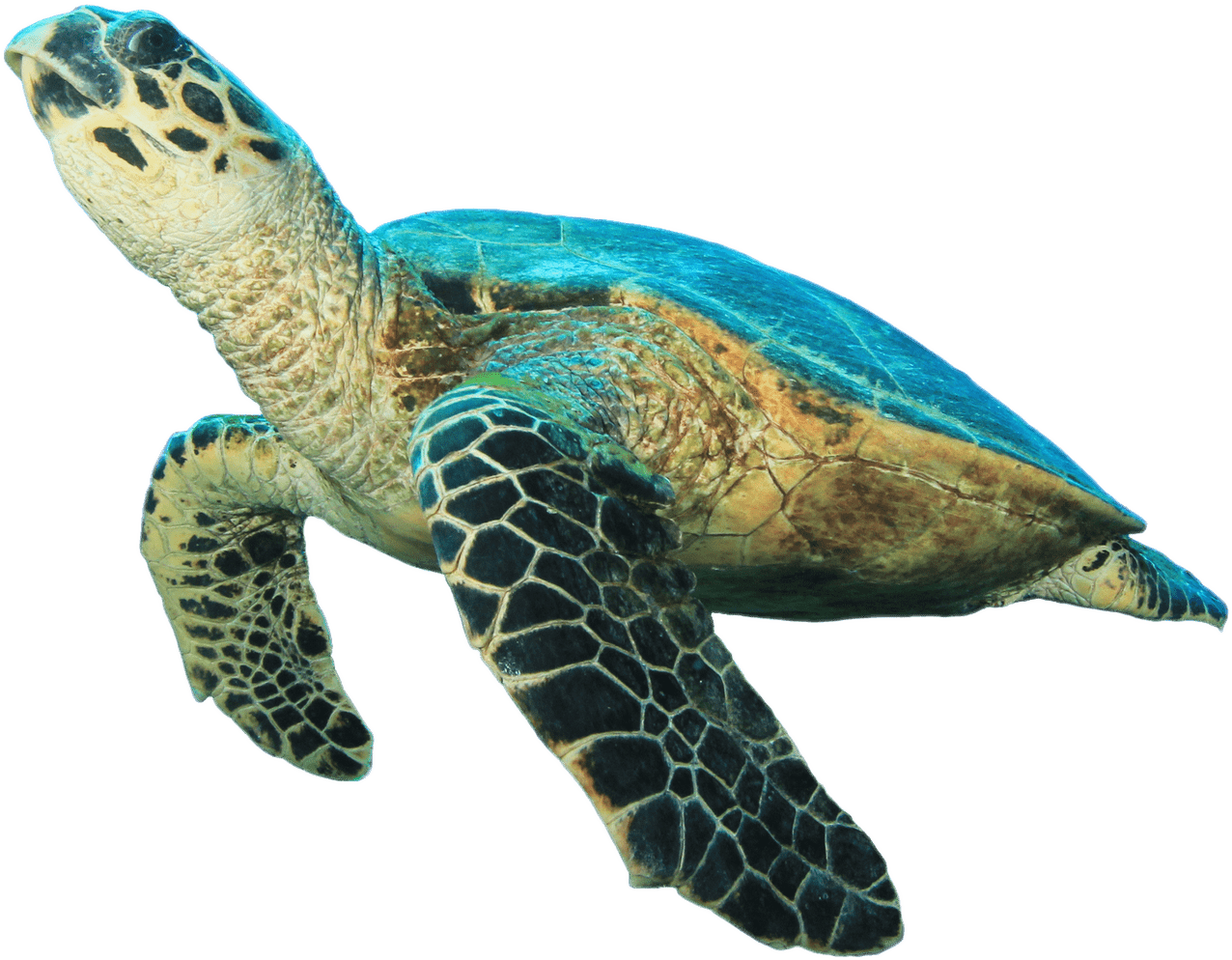 Swimming Sea Turtle Transparent Background PNG Image