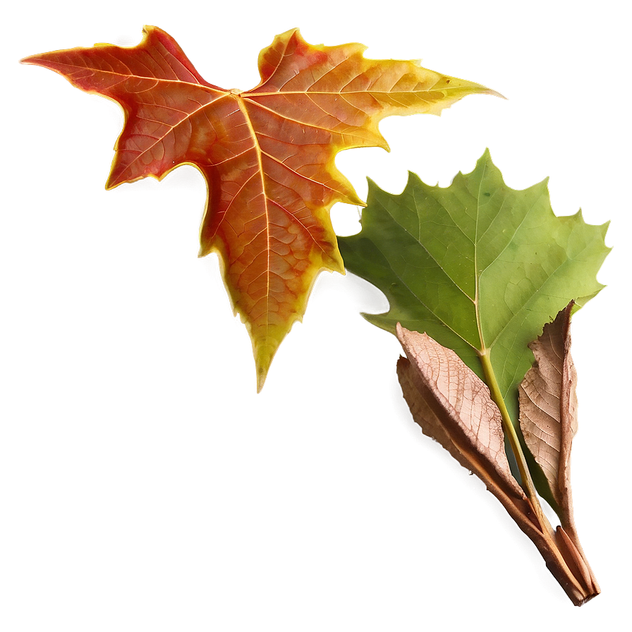 Sycamore Leaves Autumn Png 87 PNG Image