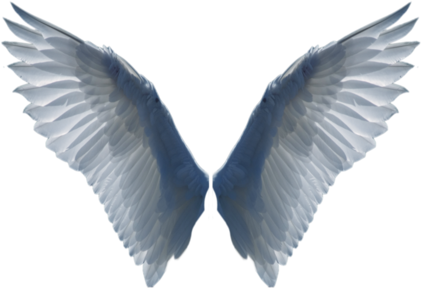 Symmetrical Bird Wings Spread PNG Image